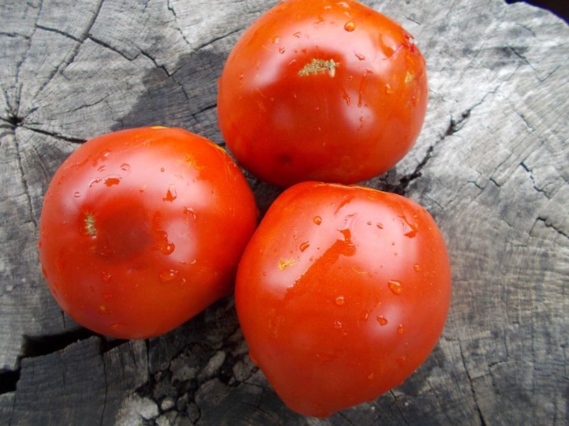  - SEMINTE ROSII - T 1065 DREAM OF AMERICA