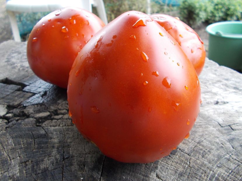  - SEMINTE ROSII - T 1065 DREAM OF AMERICA