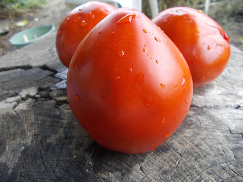  - SEMINTE ROSII - T 1065 DREAM OF AMERICA