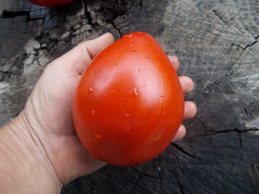  - SEMINTE ROSII - T 1065 DREAM OF AMERICA