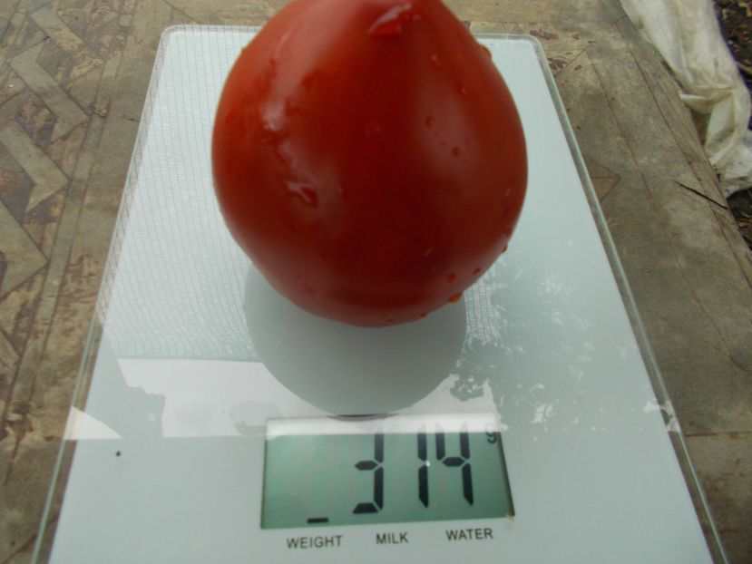  - SEMINTE ROSII - T 1065 DREAM OF AMERICA