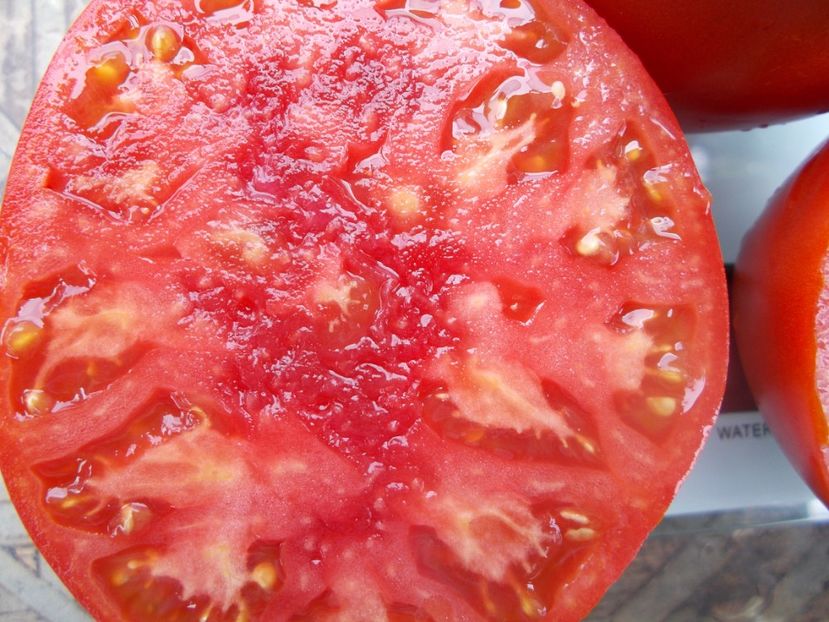  - SEMINTE ROSII - T 1065 DREAM OF AMERICA