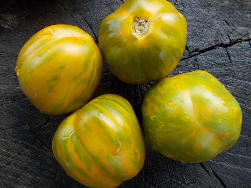  - SEMINTE ROSII - T 1125 GREEN BELL