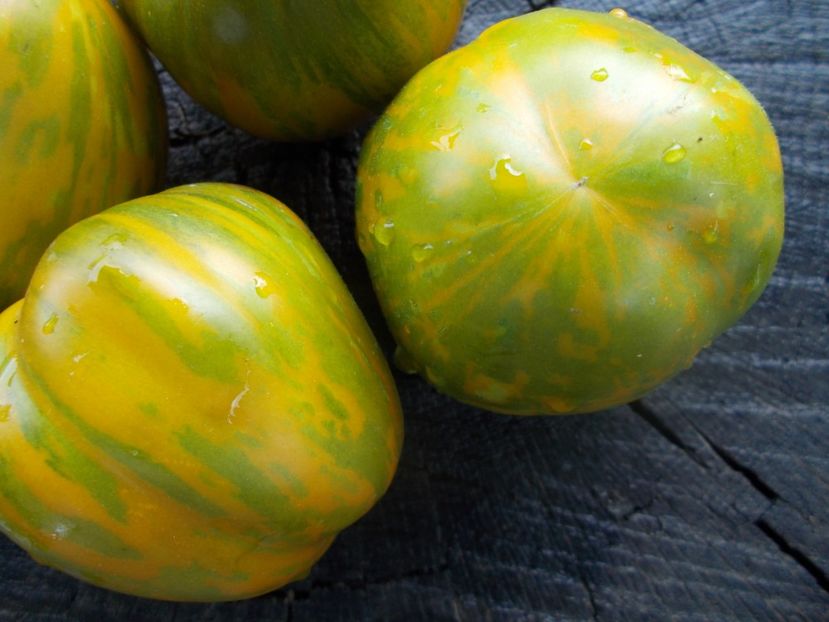  - SEMINTE ROSII - T 1125 GREEN BELL