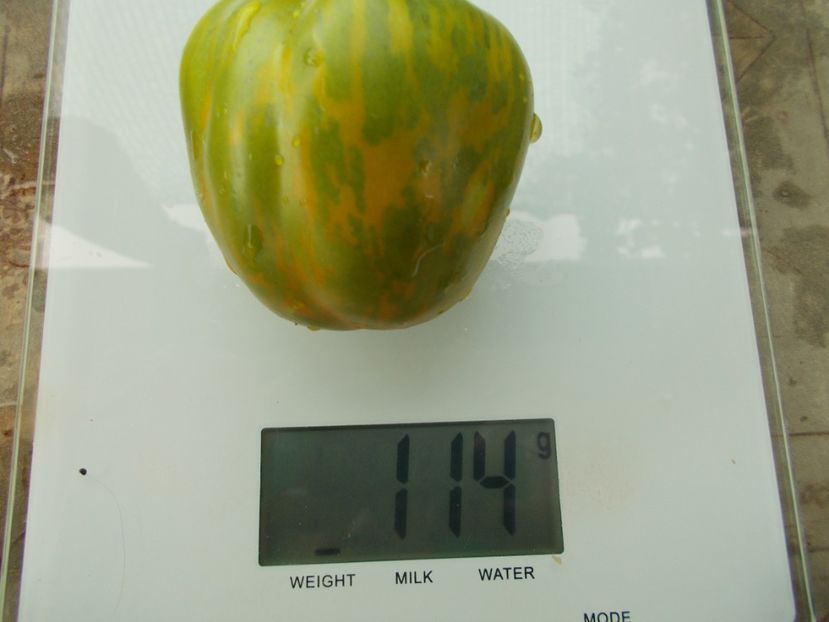  - SEMINTE ROSII - T 1125 GREEN BELL