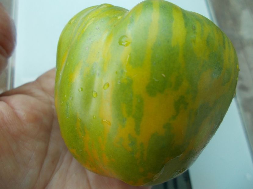  - SEMINTE ROSII - T 1125 GREEN BELL