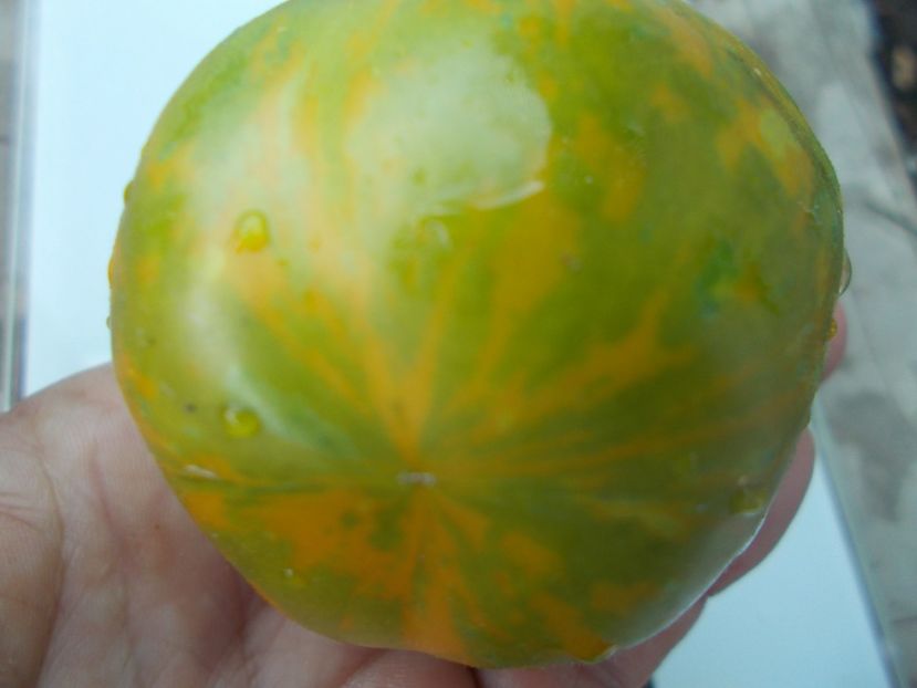  - SEMINTE ROSII - T 1125 GREEN BELL