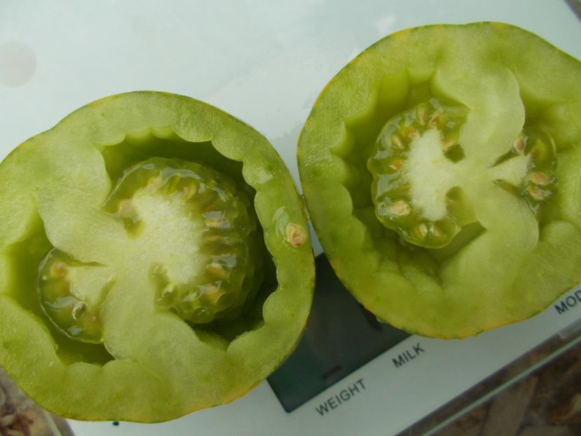  - SEMINTE ROSII - T 1125 GREEN BELL