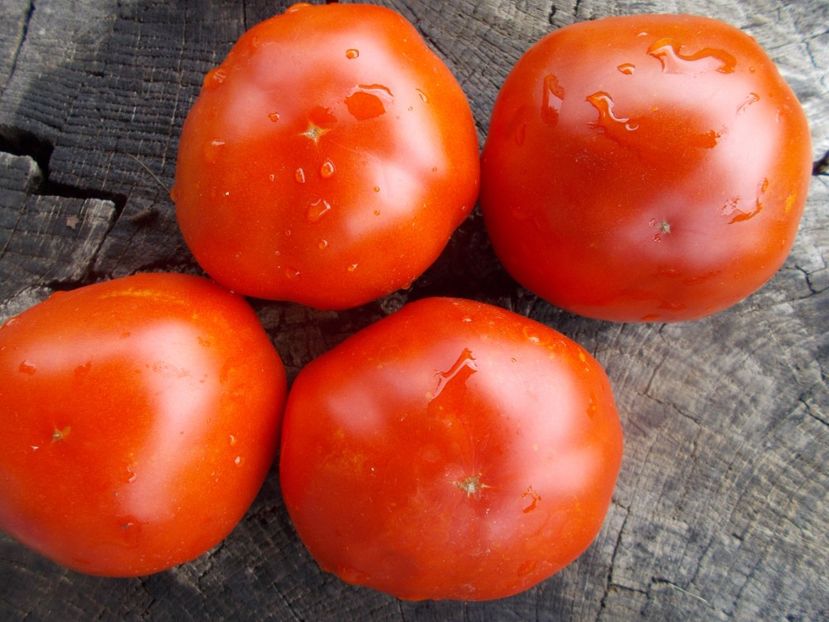  - SEMINTE ROSII - T 1124 FAT JACK