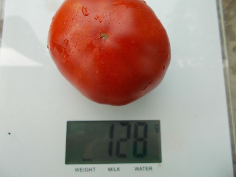  - SEMINTE ROSII - T 1124 FAT JACK