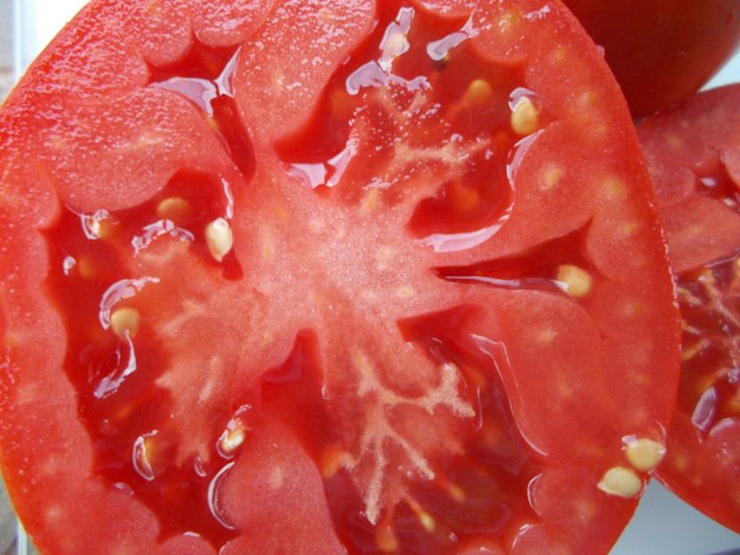  - SEMINTE ROSII - T 1124 FAT JACK