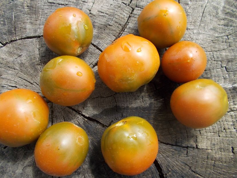  - SEMINTE ROSII - T 1126 EVIL OLIVE