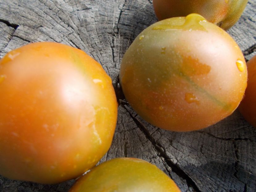  - SEMINTE ROSII - T 1126 EVIL OLIVE