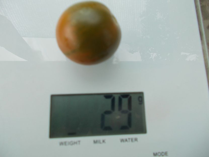  - SEMINTE ROSII - T 1126 EVIL OLIVE