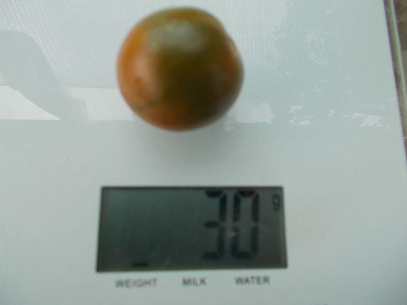  - SEMINTE ROSII - T 1126 EVIL OLIVE