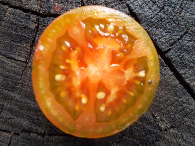  - SEMINTE ROSII - T 1126 EVIL OLIVE