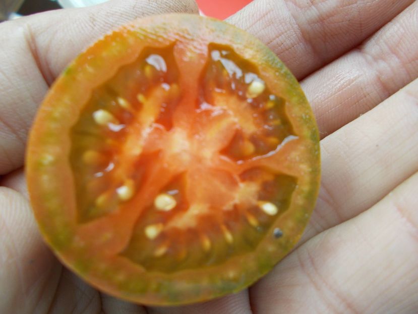  - SEMINTE ROSII - T 1126 EVIL OLIVE