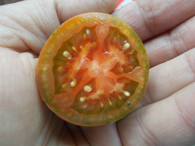  - SEMINTE ROSII - T 1126 EVIL OLIVE