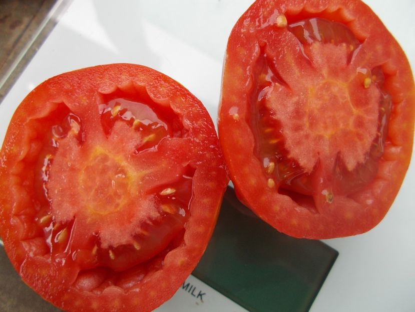  - SEMINTE ROSII - T 1124 FAT JACK