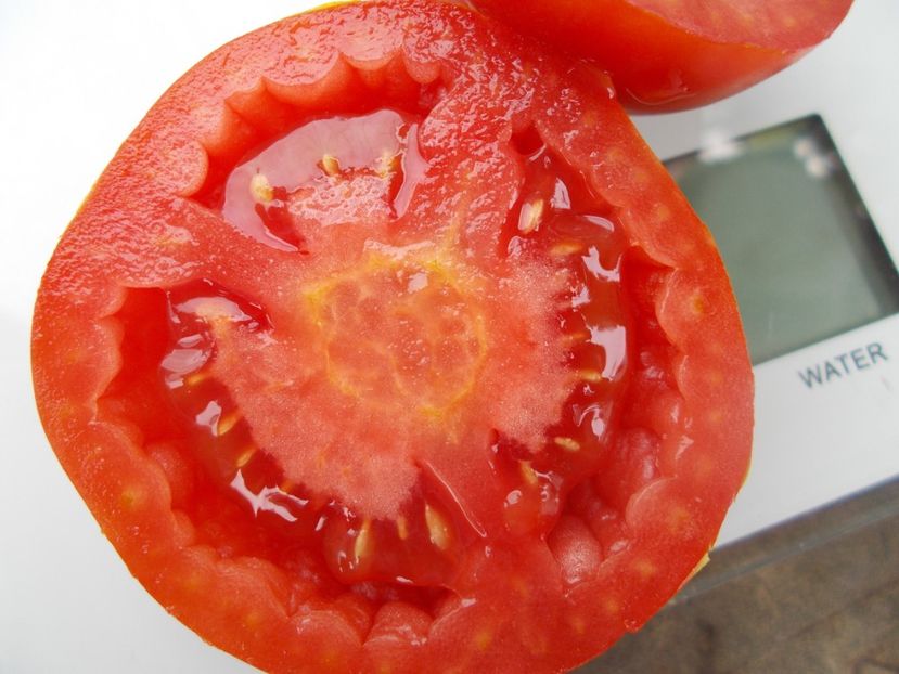  - SEMINTE ROSII - T 1124 FAT JACK