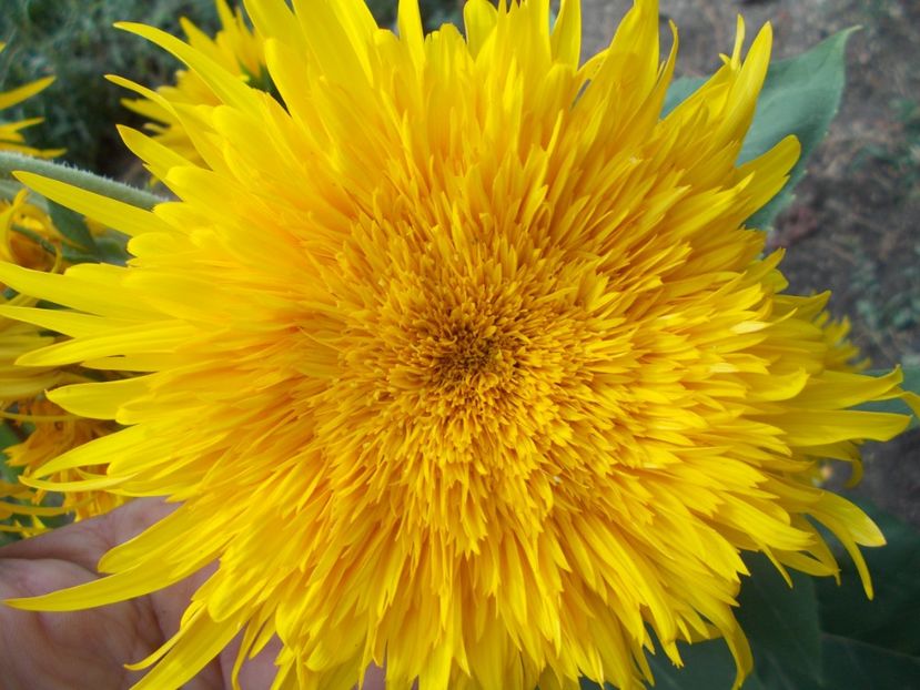  - SEMINTE FLOAREA SOARELUI - D 203 ASTRA GOLD