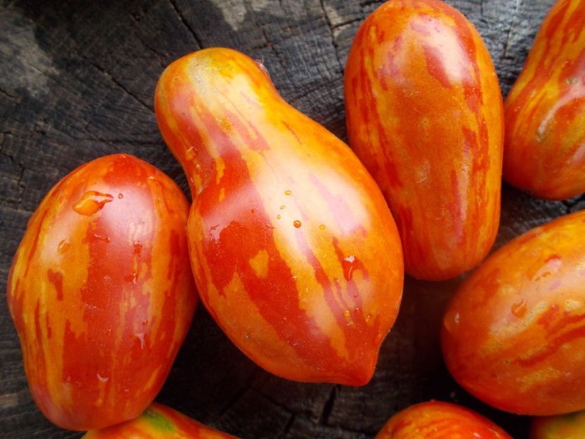  - SEMINTE ROSII - T 1079 TIGER PEAR