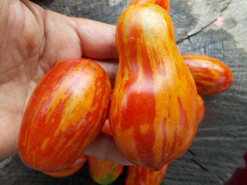  - SEMINTE ROSII - T 1079 TIGER PEAR
