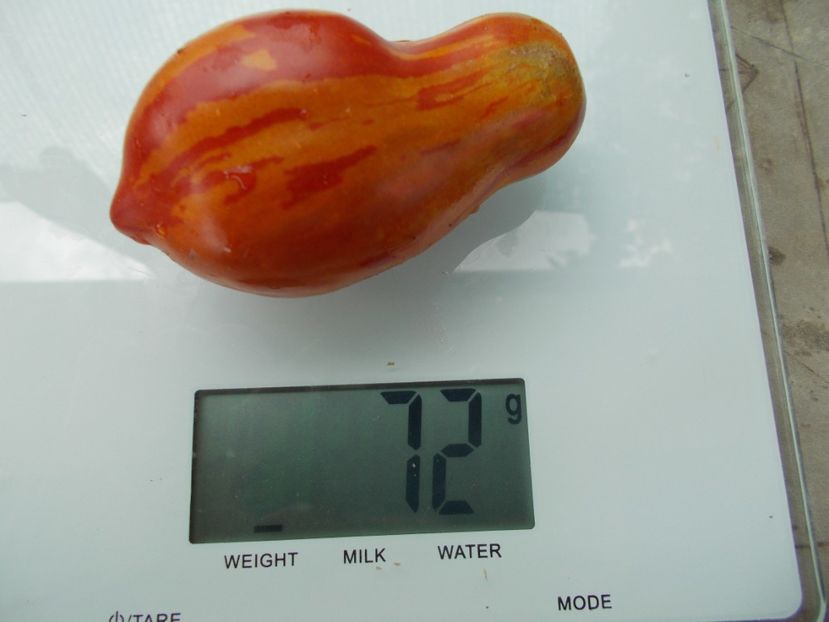  - SEMINTE ROSII - T 1079 TIGER PEAR