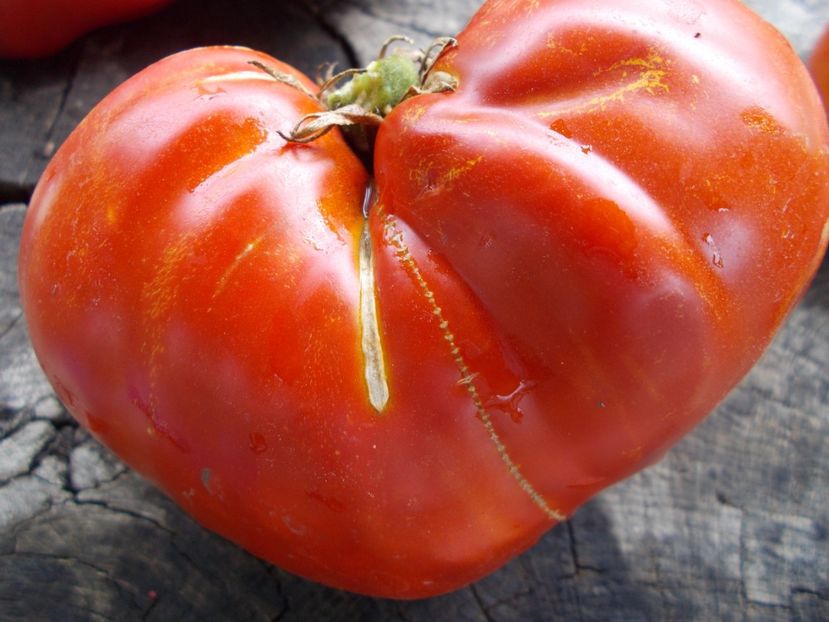  - SEMINTE ROSII - T 1032 ROSIE DE DEVA