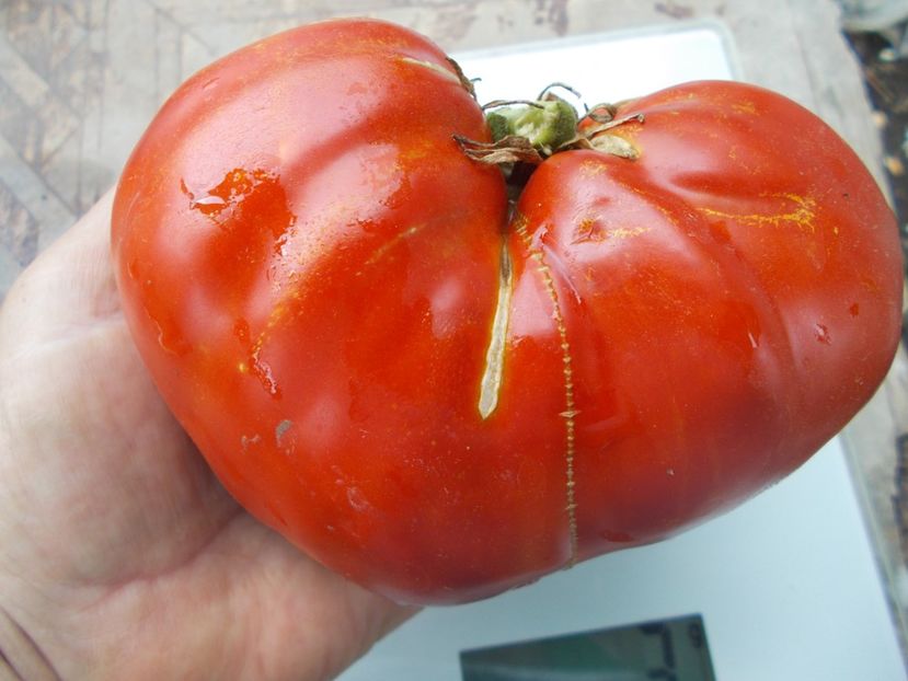  - SEMINTE ROSII - T 1032 ROSIE DE DEVA