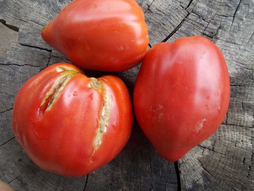  - SEMINTE ROSII - T 837 CANCELMO FAMILY heirloom