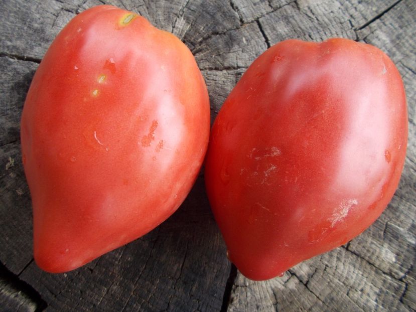  - SEMINTE ROSII - T 837 CANCELMO FAMILY heirloom