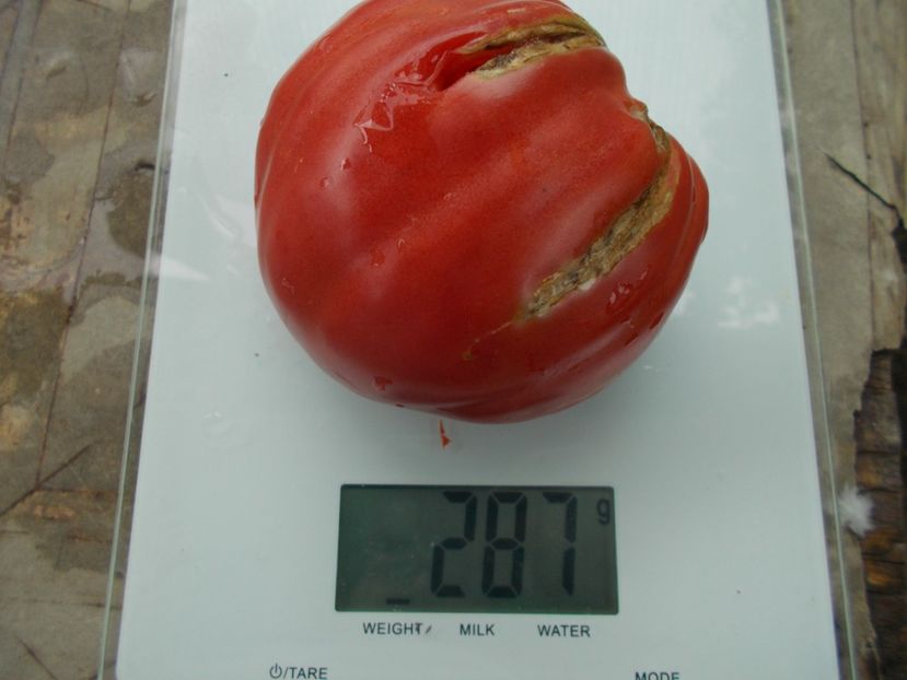  - SEMINTE ROSII - T 837 CANCELMO FAMILY heirloom