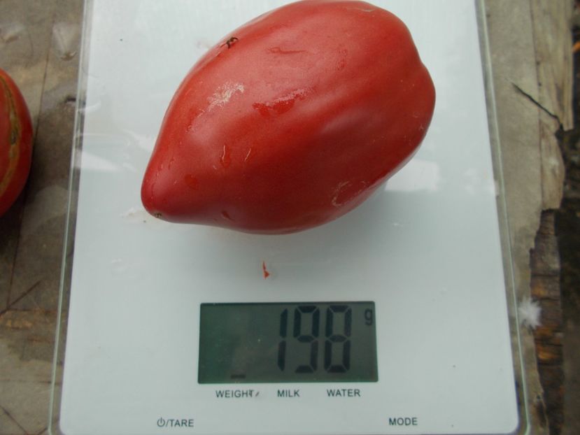  - SEMINTE ROSII - T 837 CANCELMO FAMILY heirloom