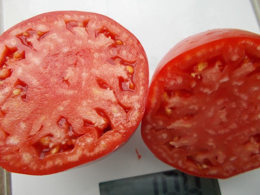  - SEMINTE ROSII - T 837 CANCELMO FAMILY heirloom