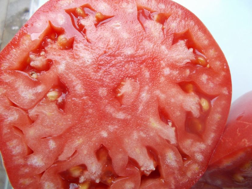  - SEMINTE ROSII - T 837 CANCELMO FAMILY heirloom