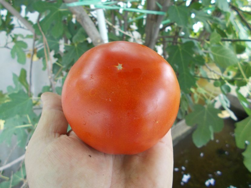  - SEMINTE ROSII - T 1129 ROSII DE SALATA