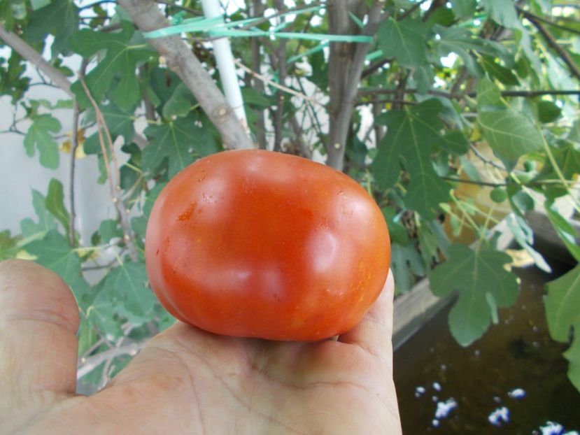  - SEMINTE ROSII - T 1129 ROSII DE SALATA