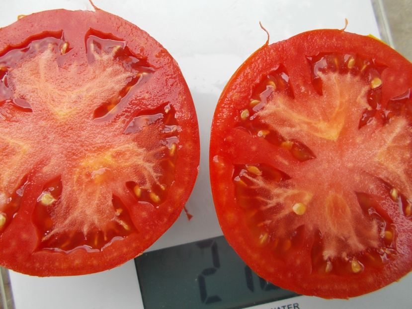  - SEMINTE ROSII - T 1129 ROSII DE SALATA