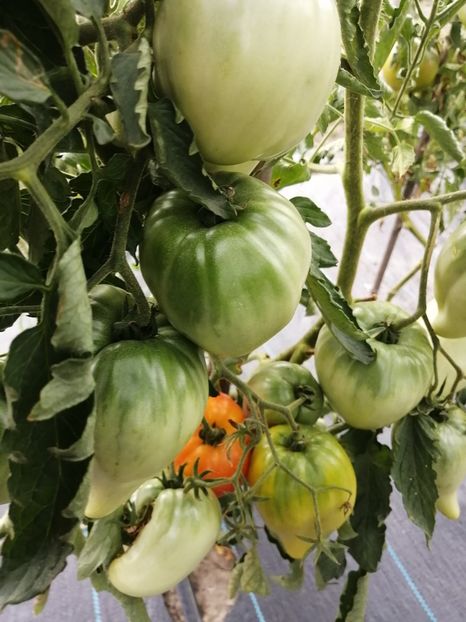  - SEMINTE ROSII - T 331 COEUR DE BEUF BICOLORE