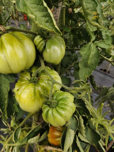  - SEMINTE ROSII - ZAKOPANE