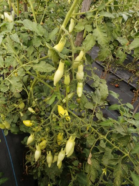  - SEMINTE ROSII - T 985 MY DANCING GREEN FINGERS