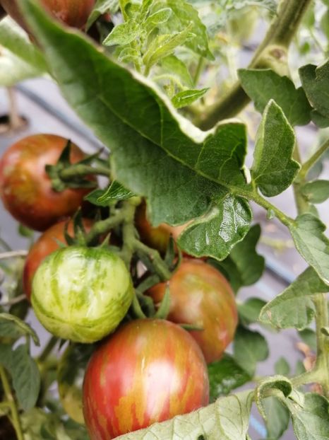  - SEMINTE ROSII - VIOLET JASPER