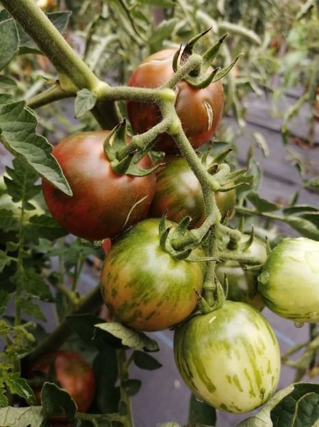  - SEMINTE ROSII - VIOLET JASPER