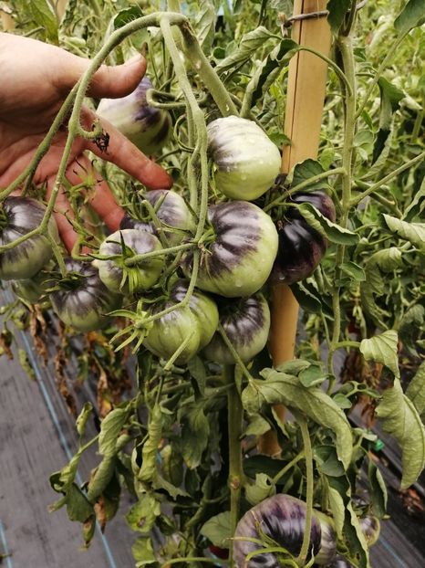  - SEMINTE ROSII - T 328 SGT PEPPER