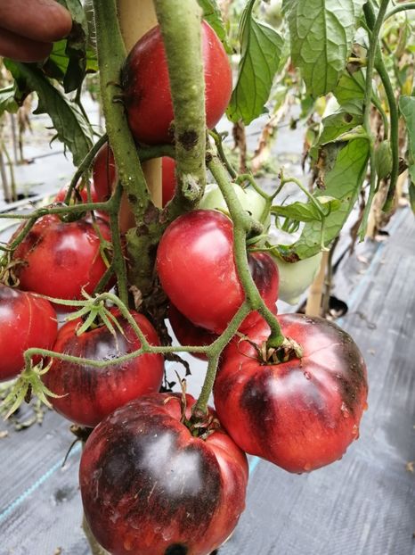  - SEMINTE ROSII - T 328 SGT PEPPER