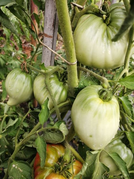  - SEMINTE ROSII - T 837 CANCELMO FAMILY heirloom