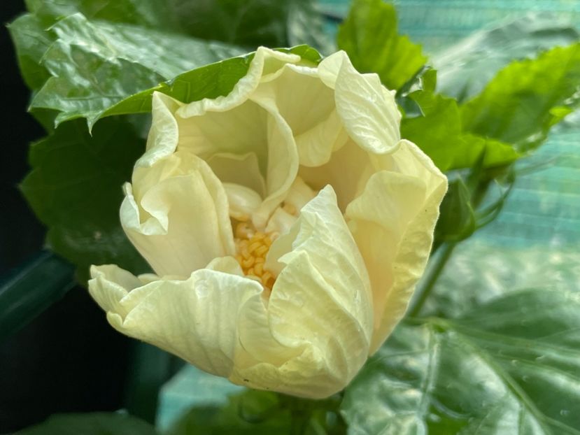  - Elephant Ear