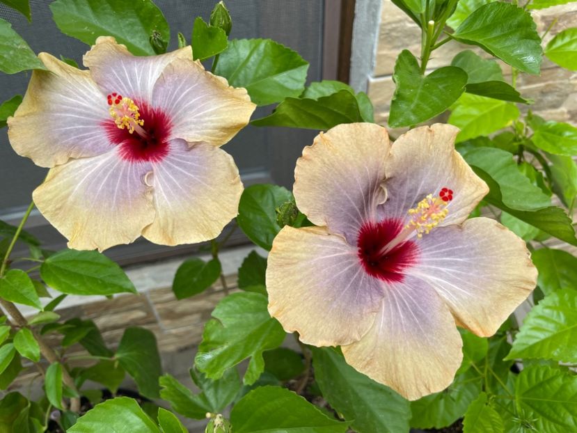  - 001 - Hibiscusi 2024 - 1