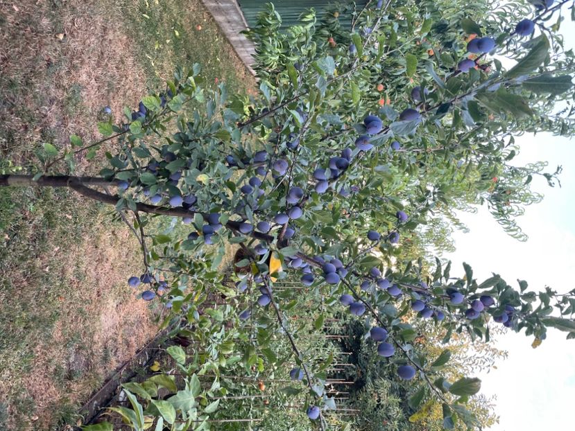  - 002 Grădina 2024 2